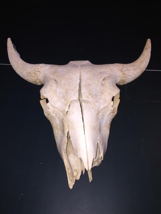 Image for Huge Downsizing Auction-Tractor, Antiques, Tools