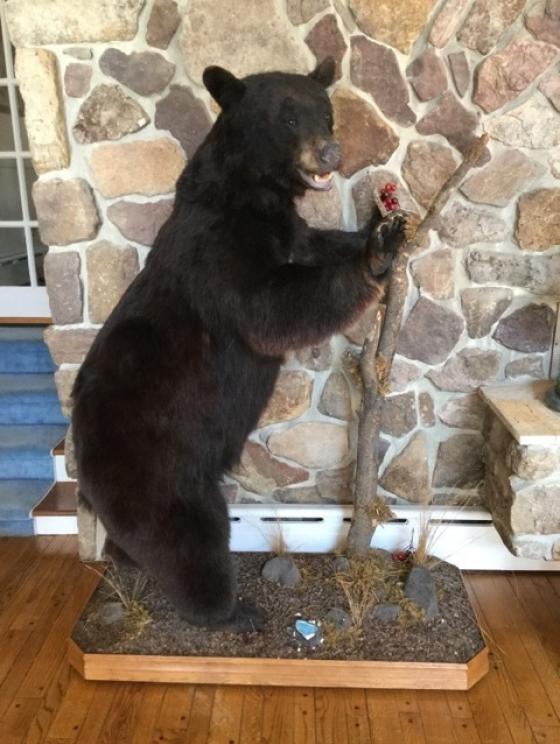 Image for SHORT NOTICE Dr. and Mrs. Dean Evans Collection - Princeton, WV