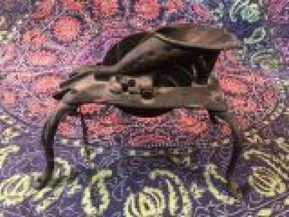 Image for The Wells and Penrod Collections of Lewisburg, WV