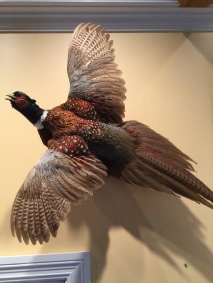 Image for URGENT SHORT NOTICE - Tremendous Taxidermy