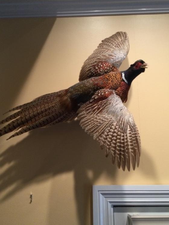 Image for URGENT SHORT NOTICE - Tremendous Taxidermy