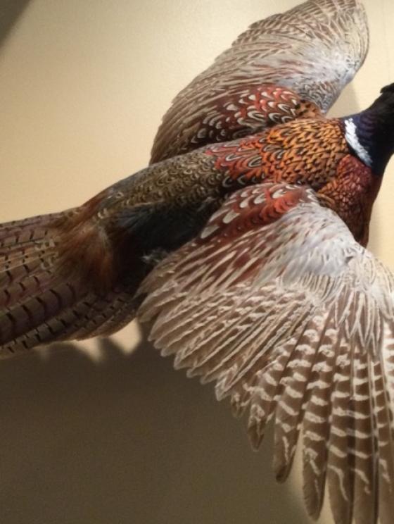 Image for URGENT SHORT NOTICE - Tremendous Taxidermy