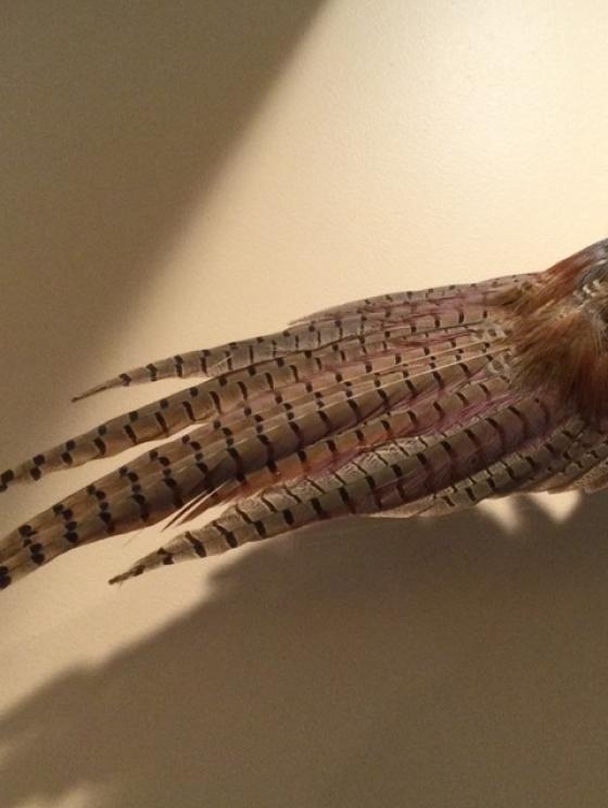 Image for URGENT SHORT NOTICE - Tremendous Taxidermy