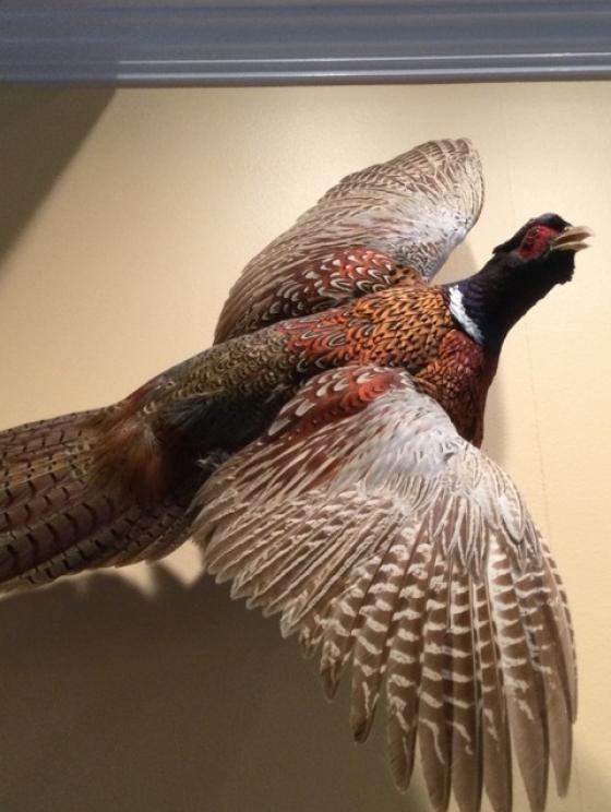 Image for URGENT SHORT NOTICE - Tremendous Taxidermy