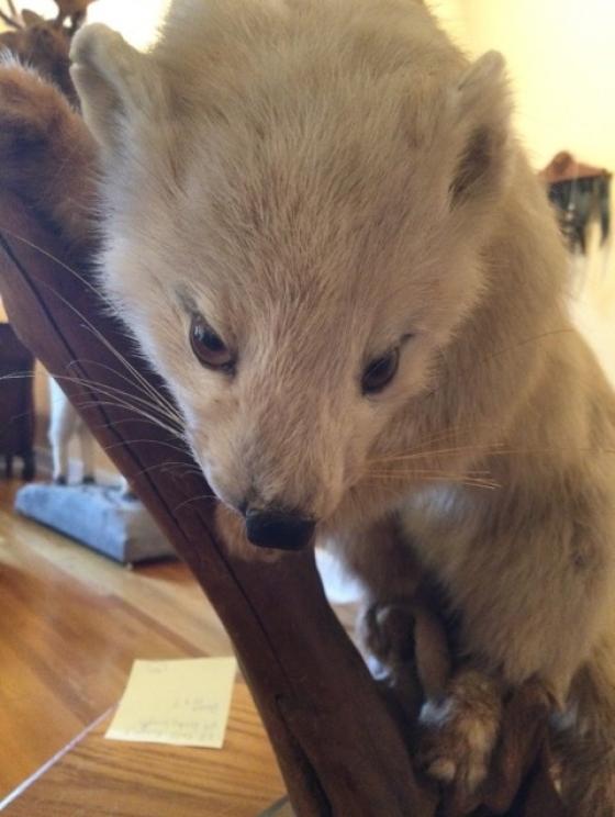 Image for URGENT SHORT NOTICE - Tremendous Taxidermy