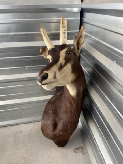 Image for URGENT SHORT NOTICE! - Tremendous Taxidermy