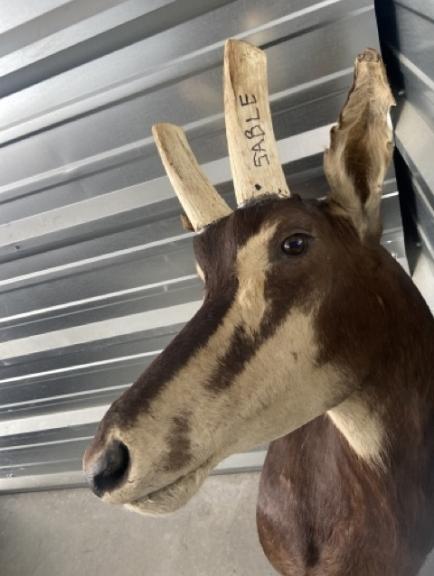 Image for URGENT SHORT NOTICE! - Tremendous Taxidermy