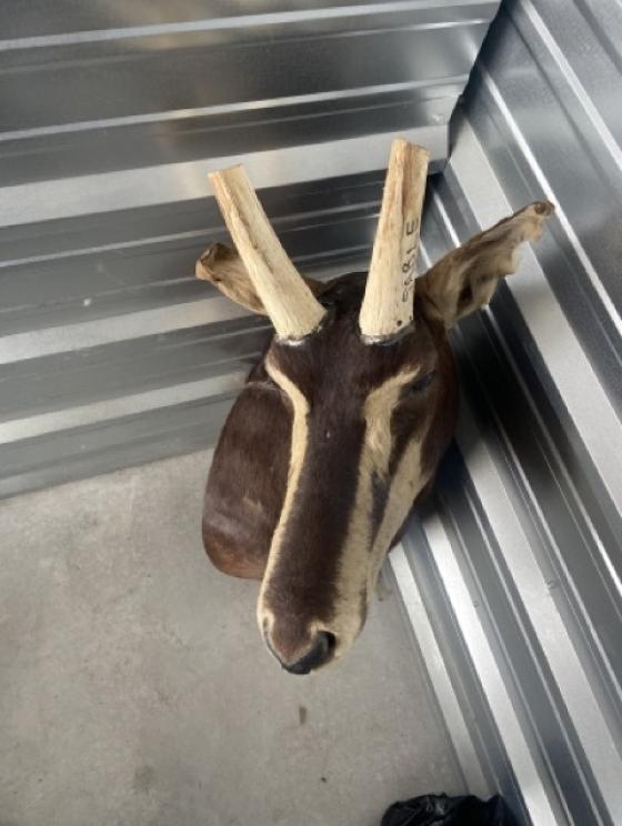 Image for URGENT SHORT NOTICE! - Tremendous Taxidermy