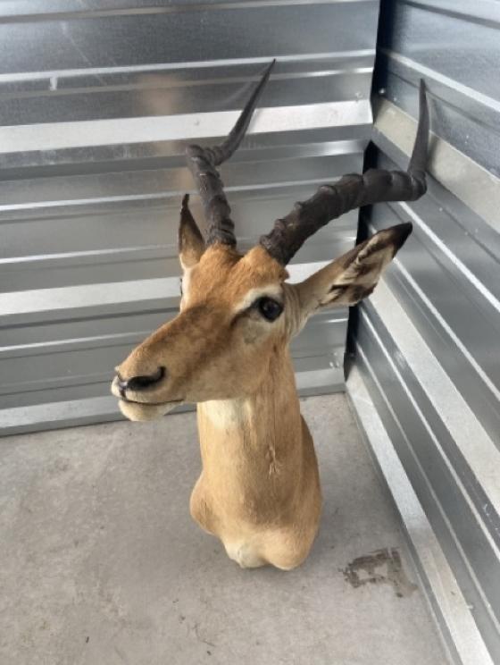 Image for URGENT SHORT NOTICE! - Tremendous Taxidermy