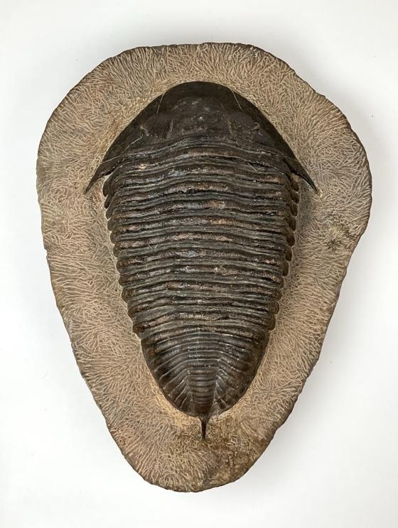 Image for Out of This World Collection of Donald McCray