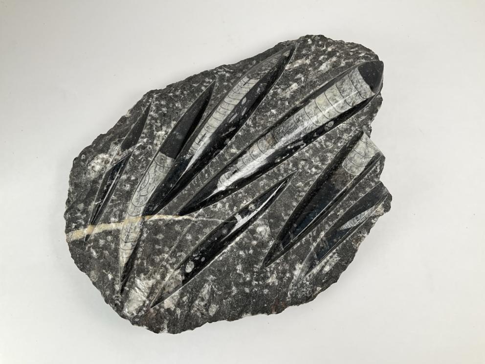 Image for Out of This World Collection of Donald McCray