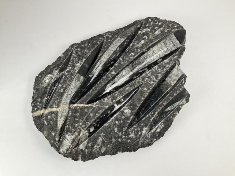 Image for Out of This World Collection of Donald McCray