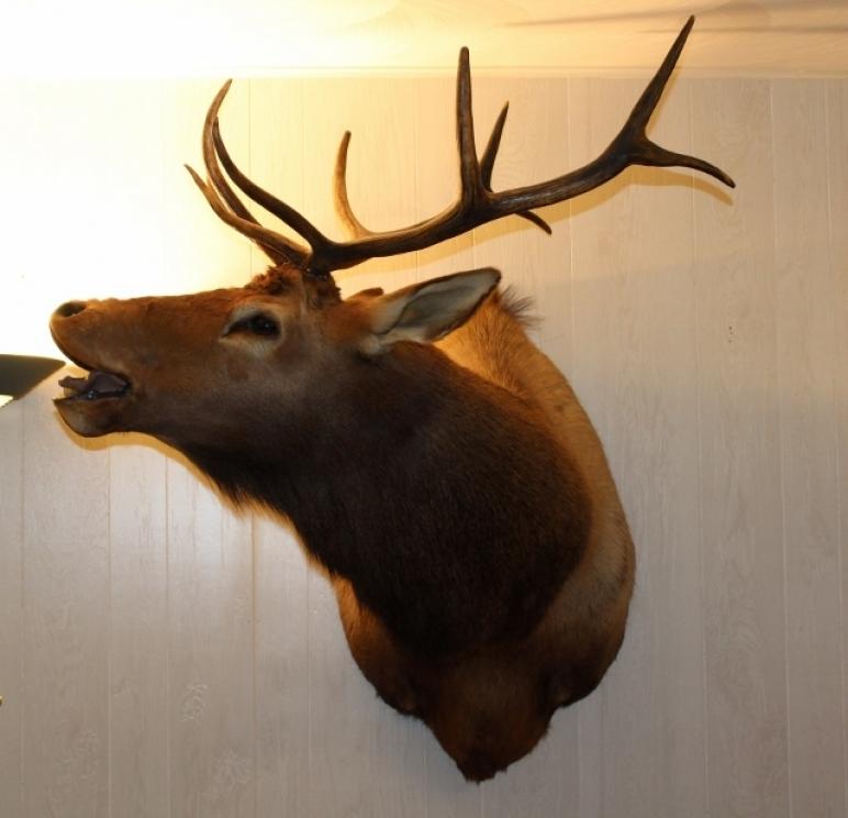 Image for AMAZING Collection of Terry Synan-Part TWO