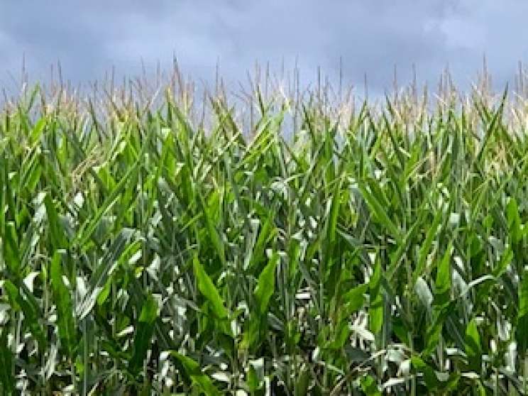 Image for Land Auction – (+/-) 90 Acres - Turbotville, Pennsylvania