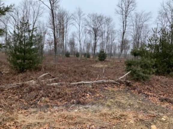 Image for Land Auction – (+/-) 336 Acres - Beech Creek, Pennsylvania