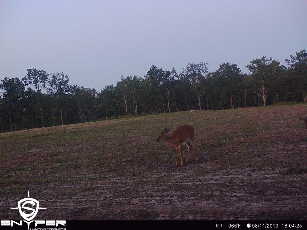 Image for Land Auction – (+/-) 336 Acres - Beech Creek, Pennsylvania