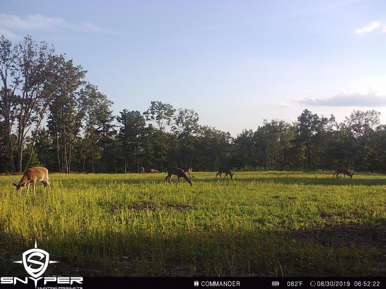 Image for Land Auction – (+/-) 336 Acres - Beech Creek, Pennsylvania