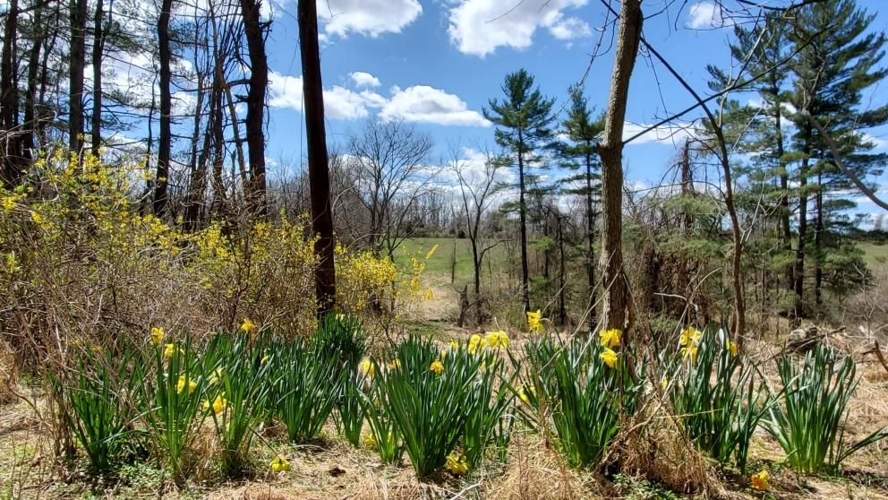 Image for ABSOLUTE AUCTION - 55 Acre Farm - York County