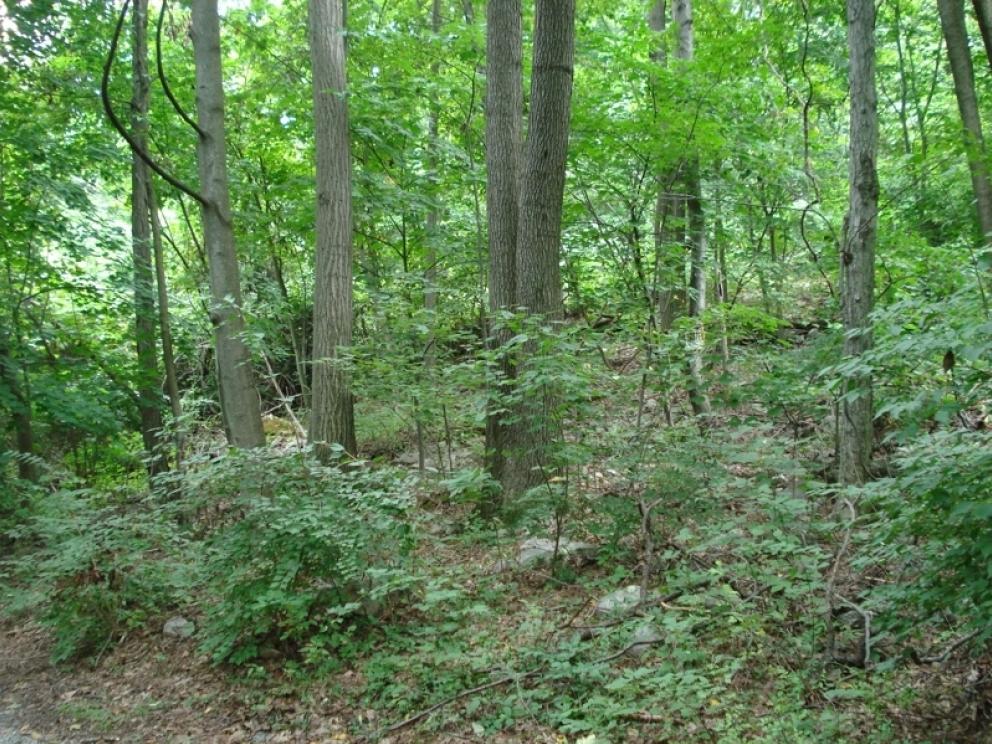 Image for Real Estate Auction - LAND 2 tracts of land in Fredericksburg,PA