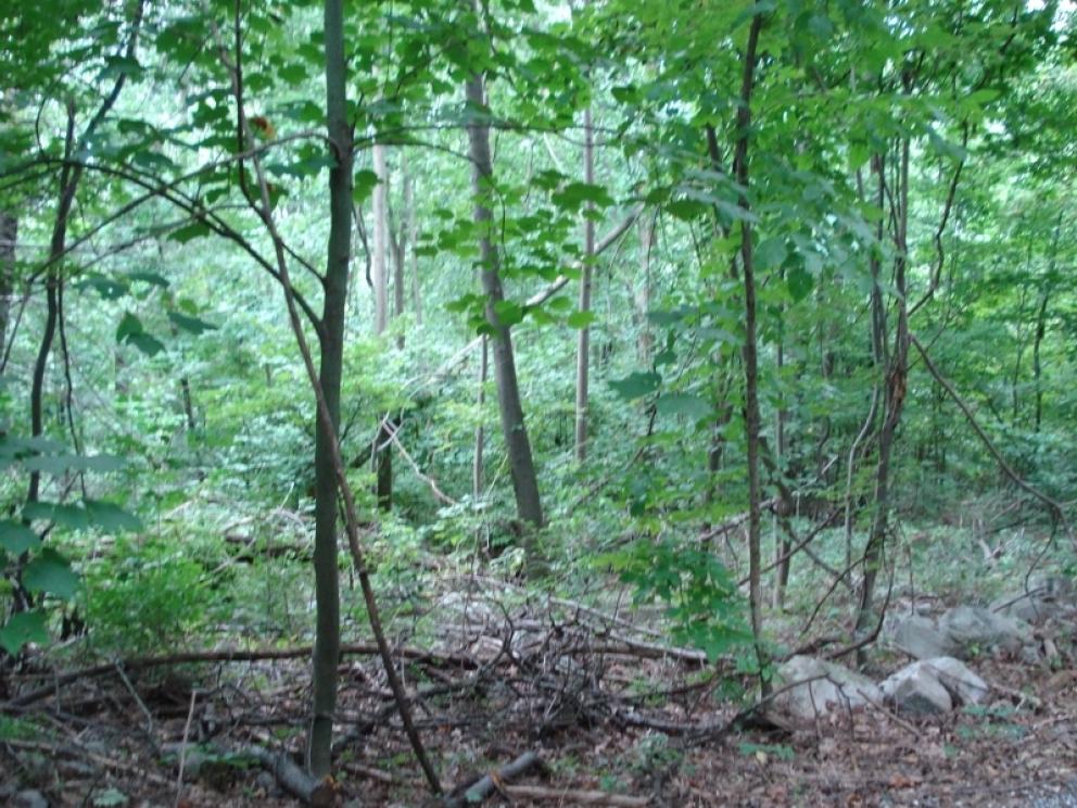 Image for Real Estate Auction - LAND 2 tracts of land in Fredericksburg,PA