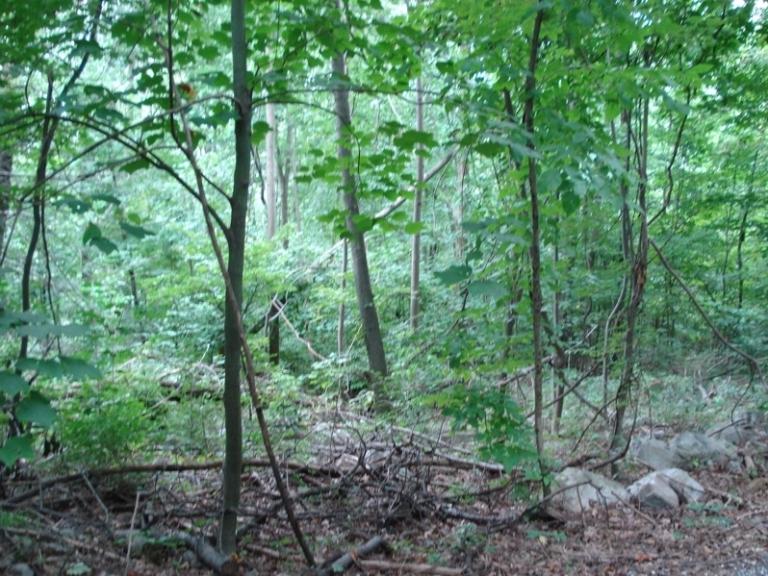Image for Real Estate Auction - LAND 2 tracts of land in Fredericksburg,PA