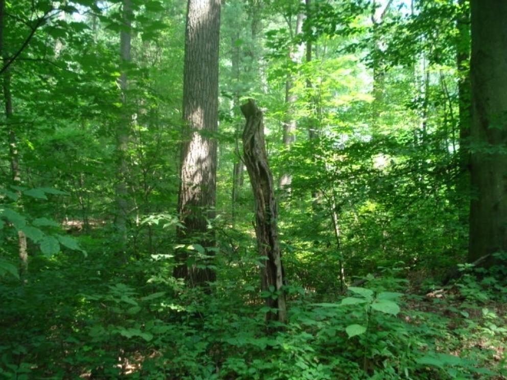 Image for Real Estate Auction - Land Mt. Gretna, PA