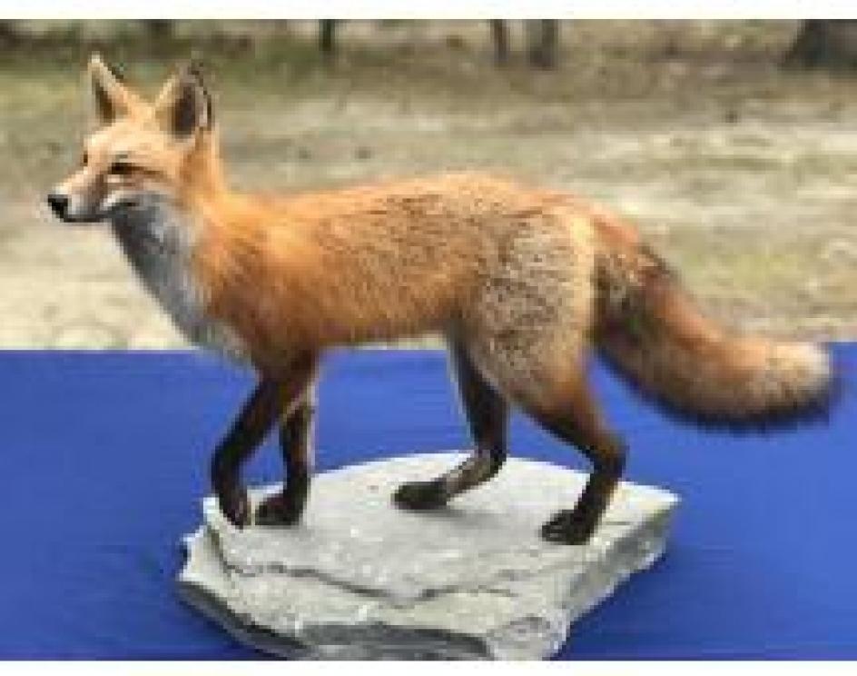 Image for The Charles E. Robens Trust