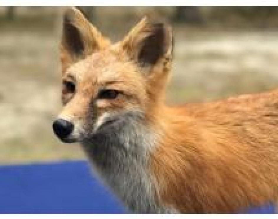 Image for The Charles E. Robens Trust