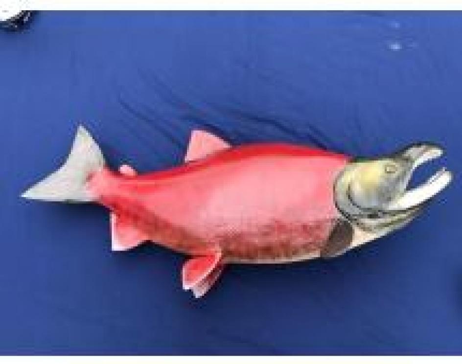 Image for The Charles E. Robens Trust