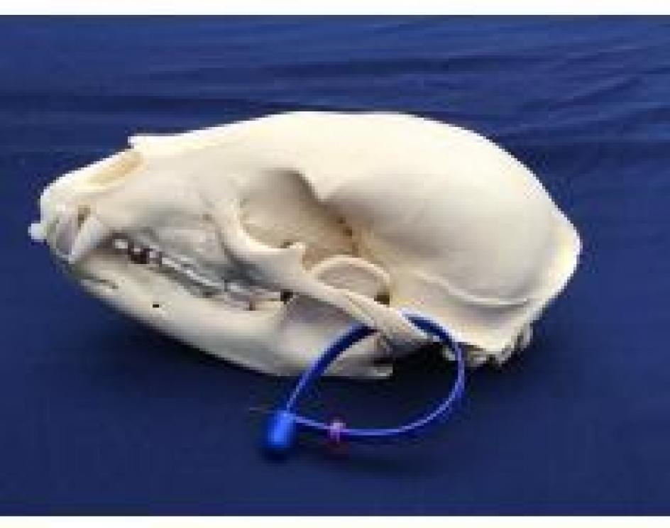 Image for The Charles E. Robens Trust