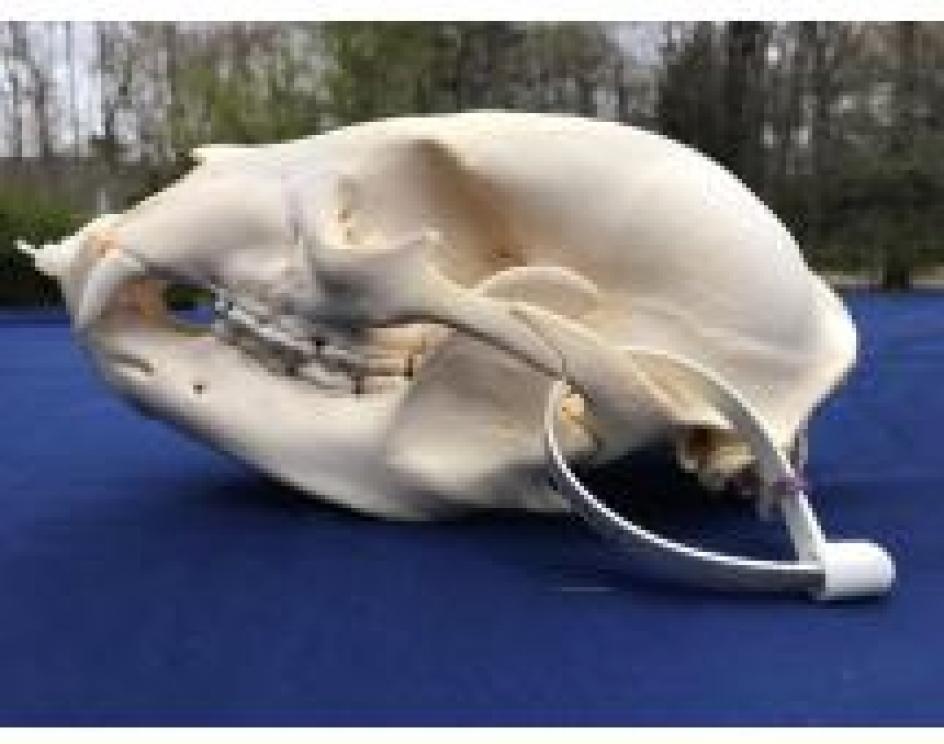 Image for The Charles E. Robens Trust