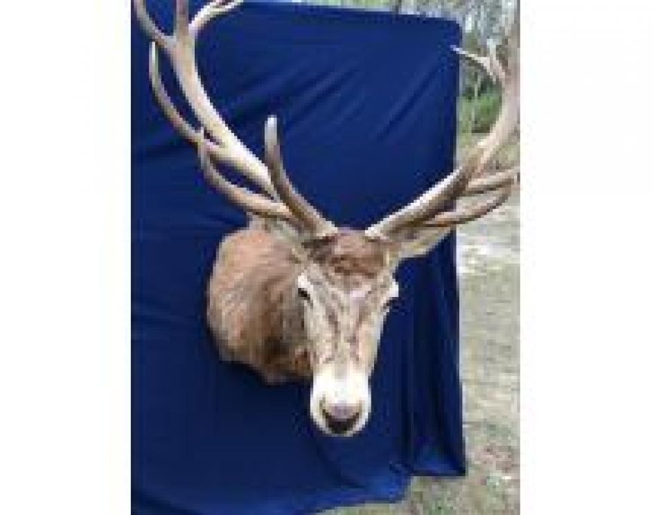 Image for The Charles E. Robens Trust