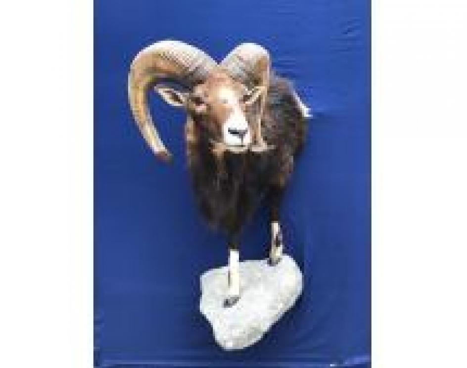 Image for The Charles E. Robens Trust