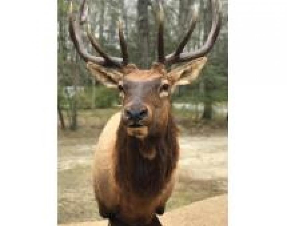 Image for The Charles E. Robens Trust