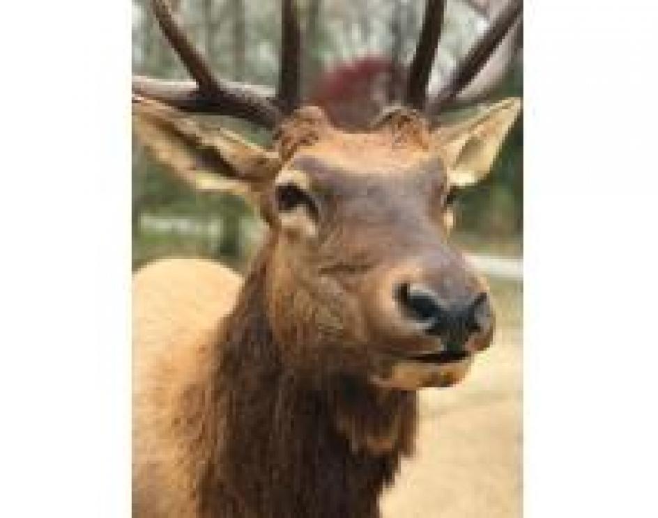 Image for The Charles E. Robens Trust