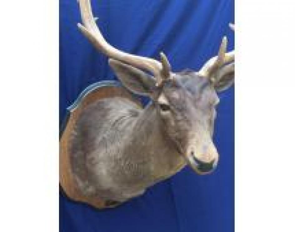 Image for The Charles E. Robens Trust