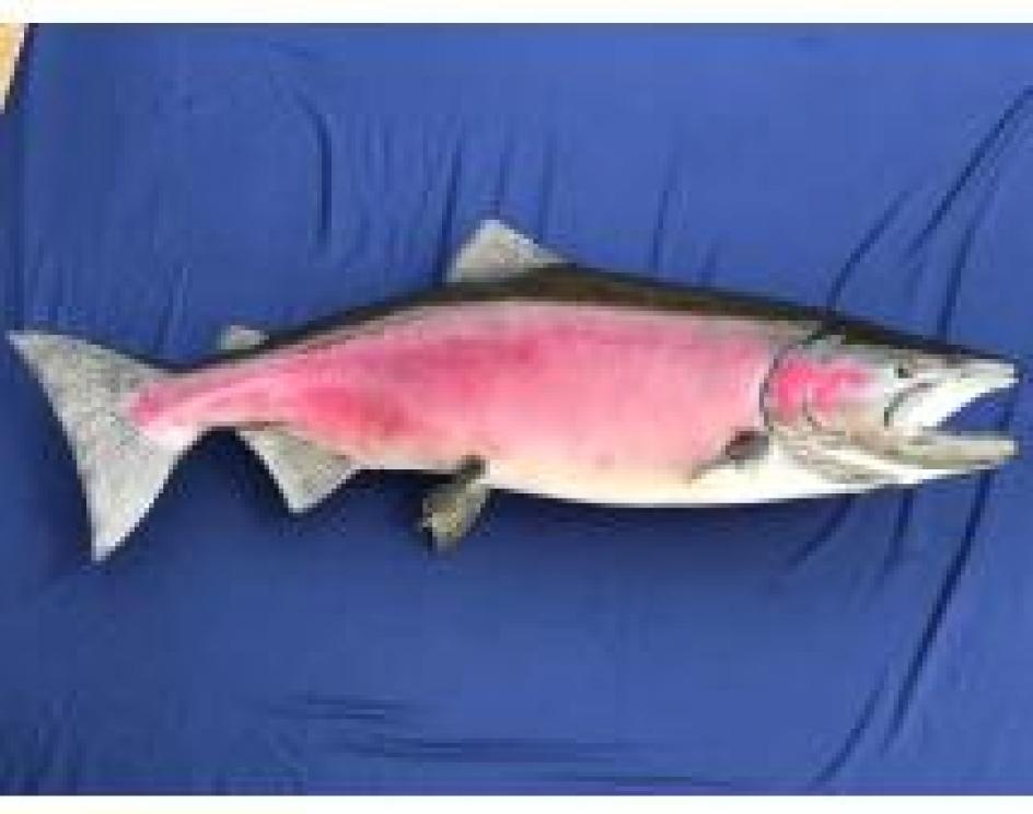 Image for The Charles E. Robens Trust