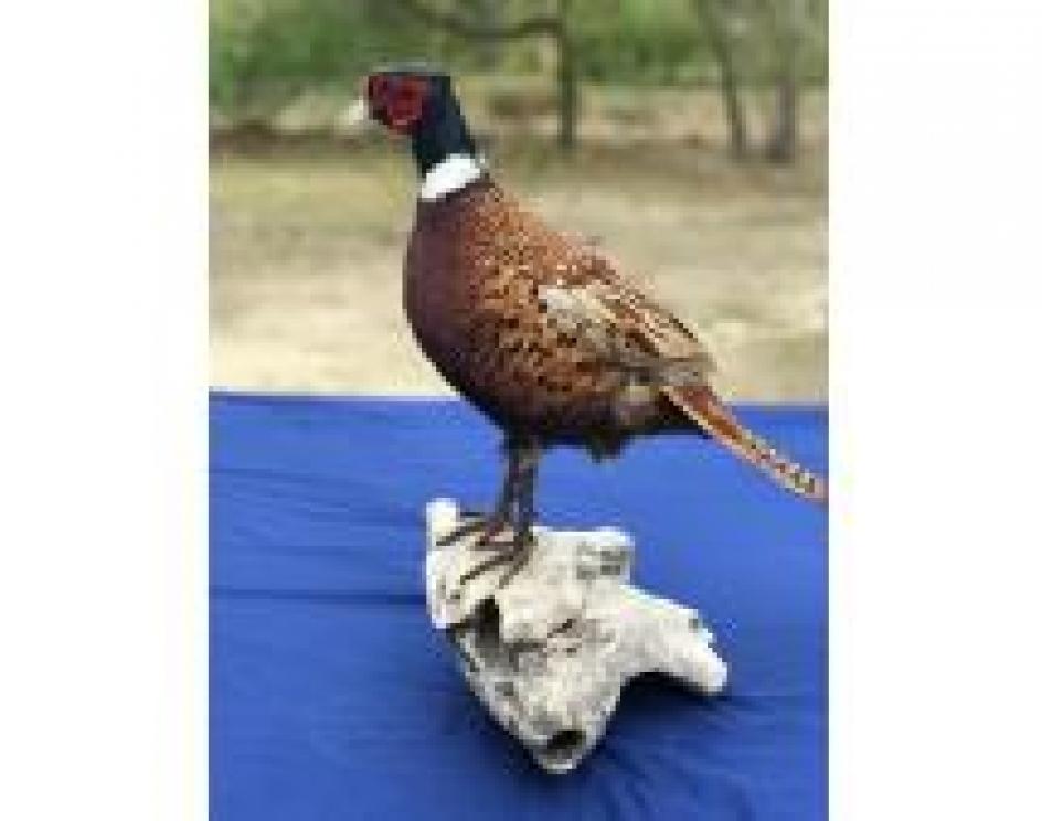 Image for The Charles E. Robens Trust