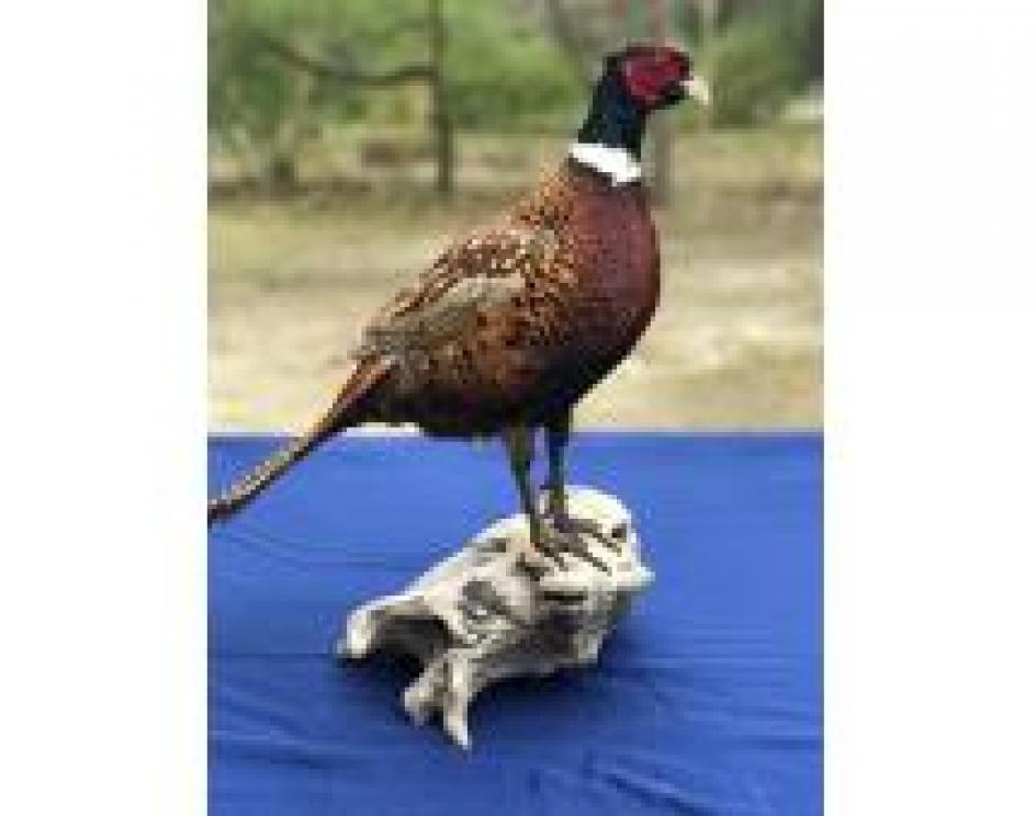 Image for The Charles E. Robens Trust