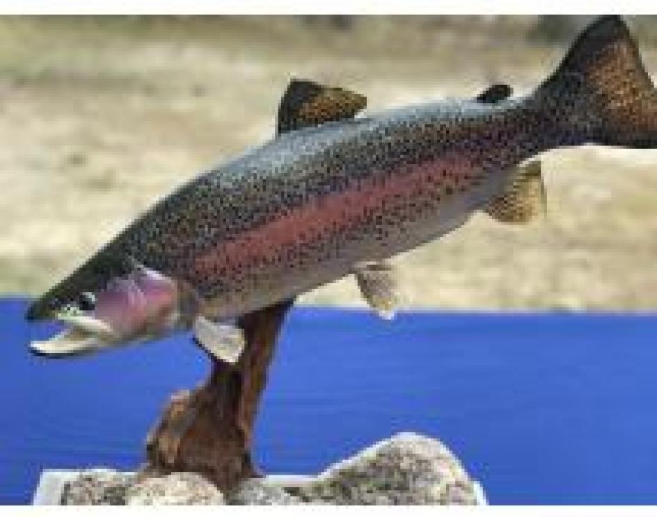 Image for The Charles E. Robens Trust