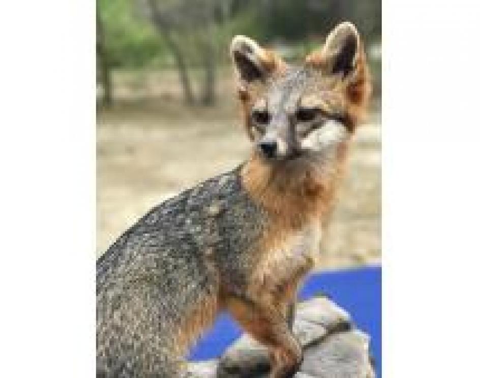 Image for The Charles E. Robens Trust