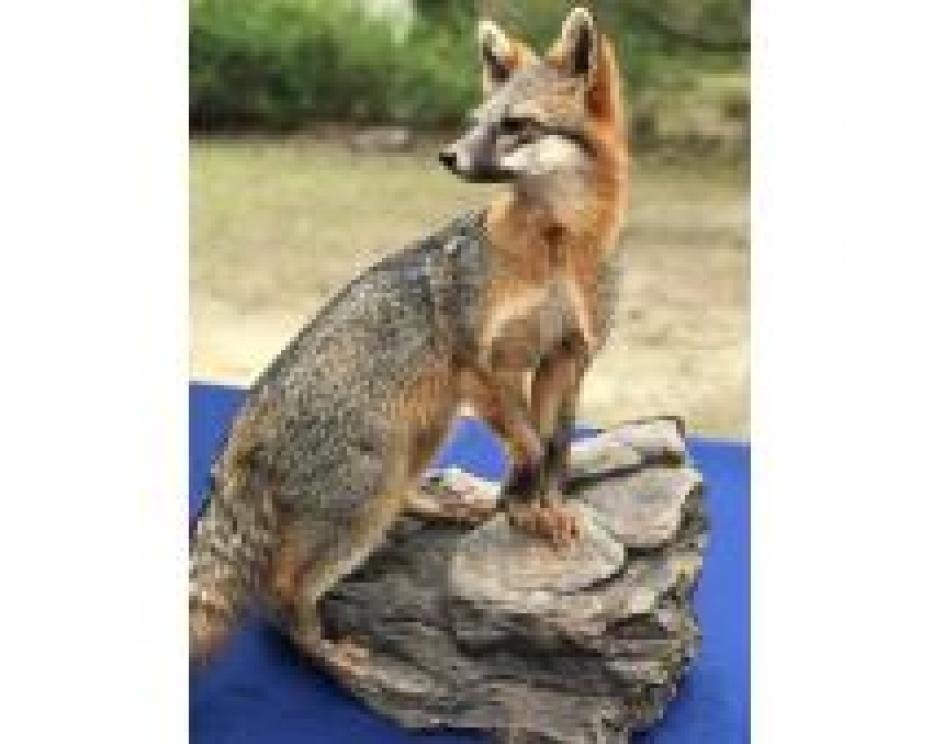 Image for The Charles E. Robens Trust