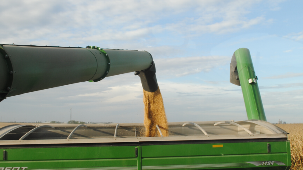 Grain market