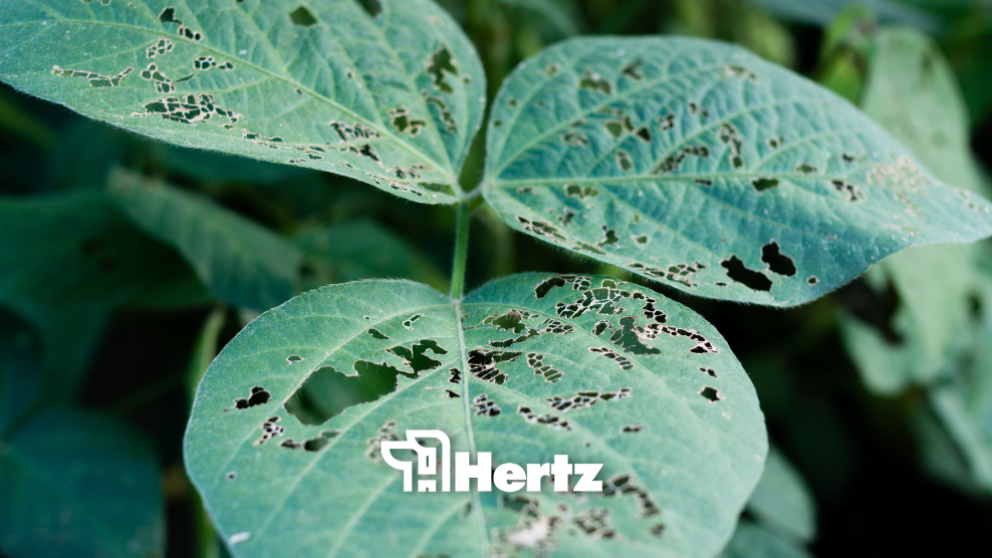 Soybean disease blog header