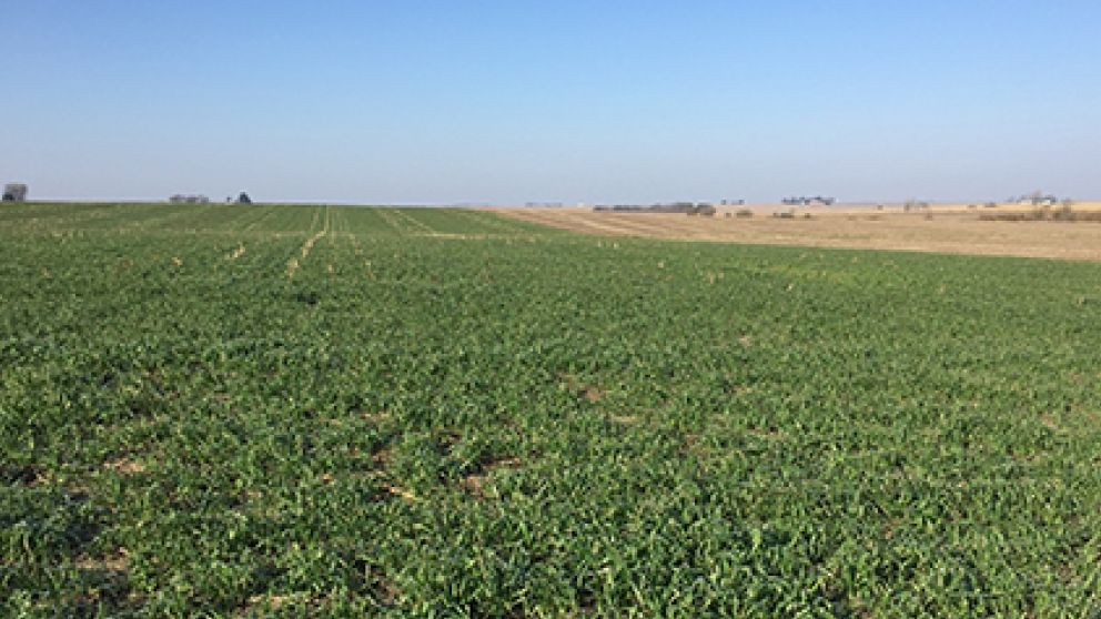 Cover crops blog 2018 51eb88426d3c0