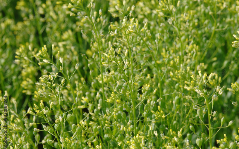 Winter camelina growing as a winter cover and oilseed crop