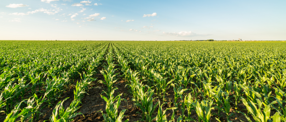 Midwest farmland rows