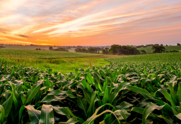 Farmland field at sunset