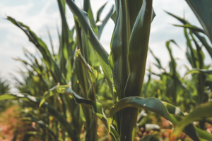 Hertz Real Estate Services team at land auction site for 151-acre farmland sale in Iowa