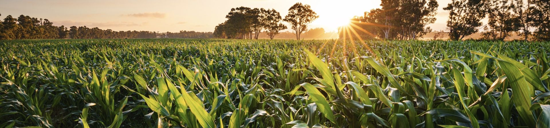 Corn sun cropped